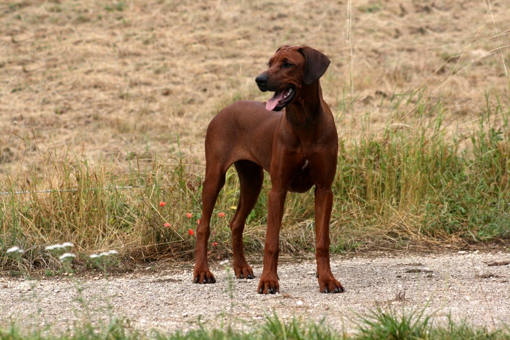 CH. Ridgy adjatay du Royaume de l'Espina