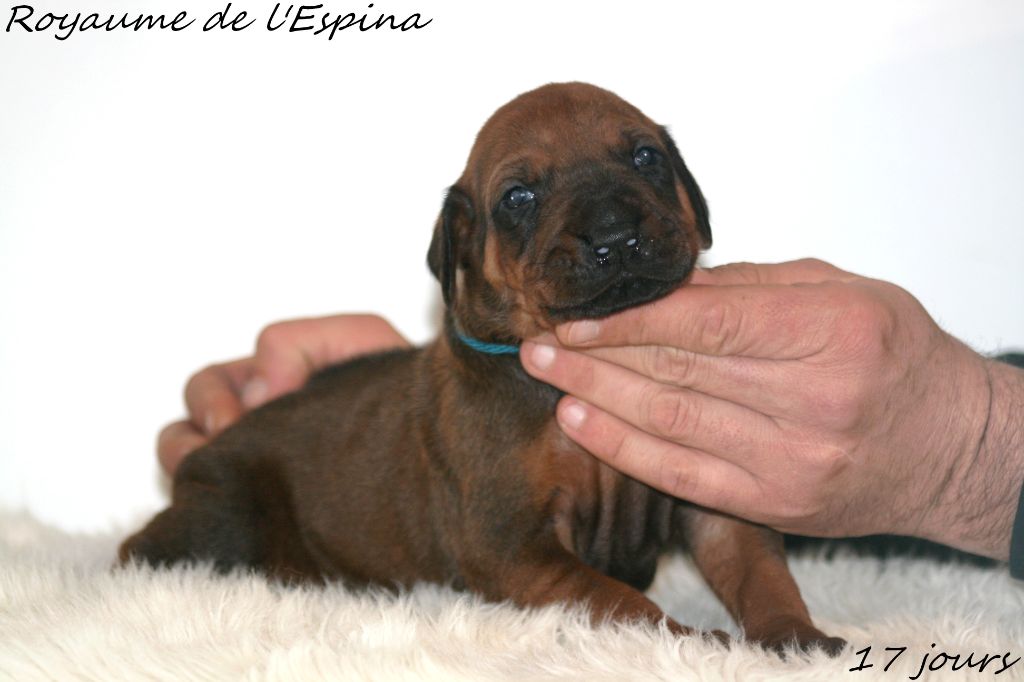 du Royaume de l'Espina - Chiot disponible  - Rhodesian Ridgeback