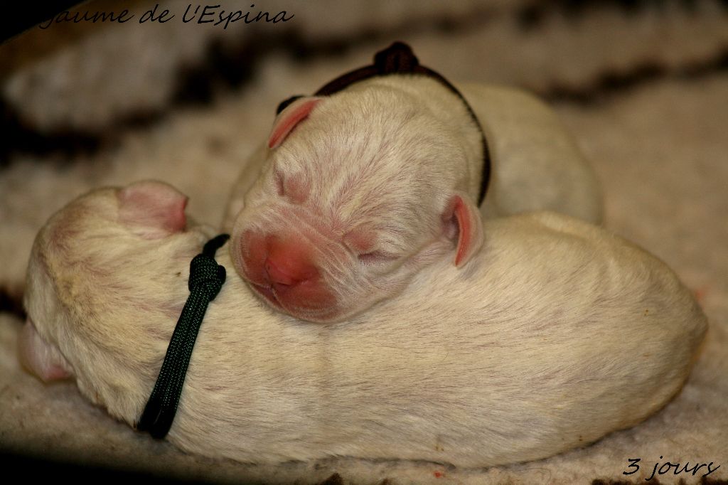 chiot Dogo Argentino du Royaume de l'Espina
