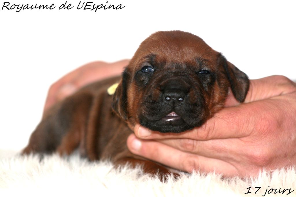 du Royaume de l'Espina - Chiot disponible  - Rhodesian Ridgeback