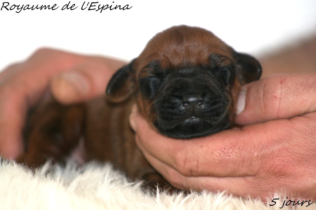 du Royaume de l'Espina - Chiot disponible  - Rhodesian Ridgeback