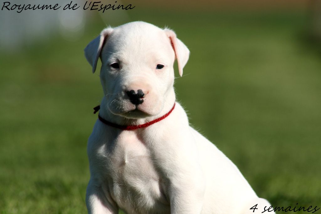 du Royaume de l'Espina - Chiot disponible  - Dogo Argentino