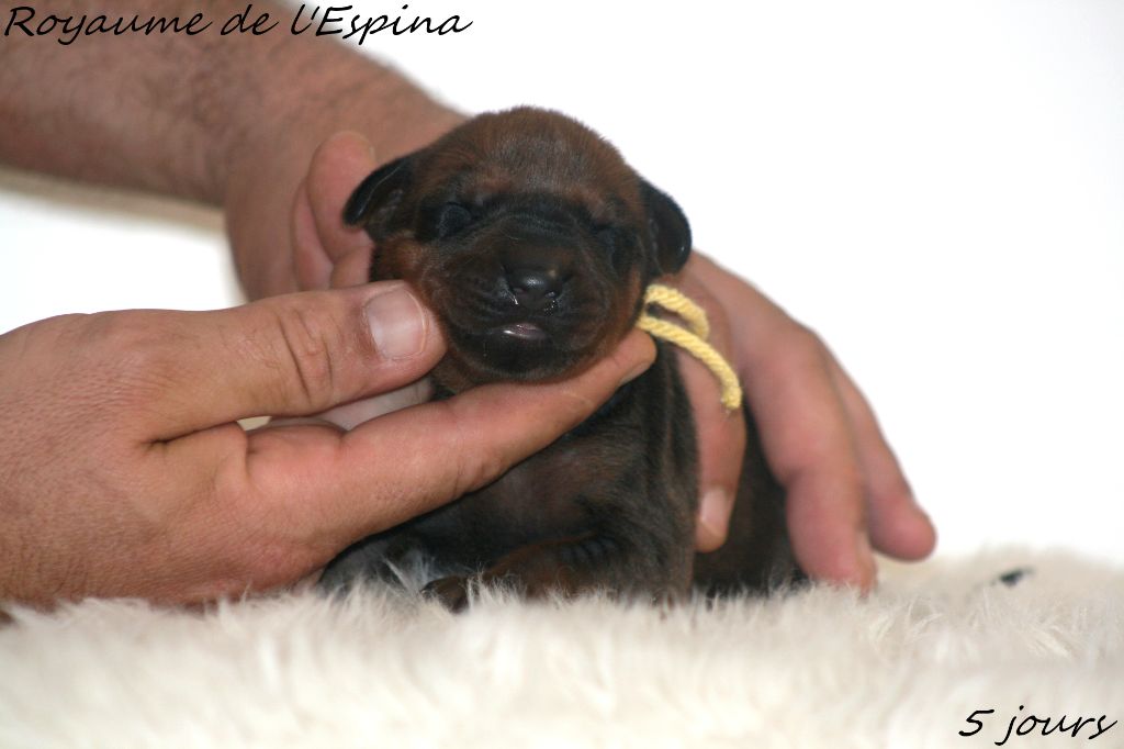 du Royaume de l'Espina - Chiot disponible  - Rhodesian Ridgeback