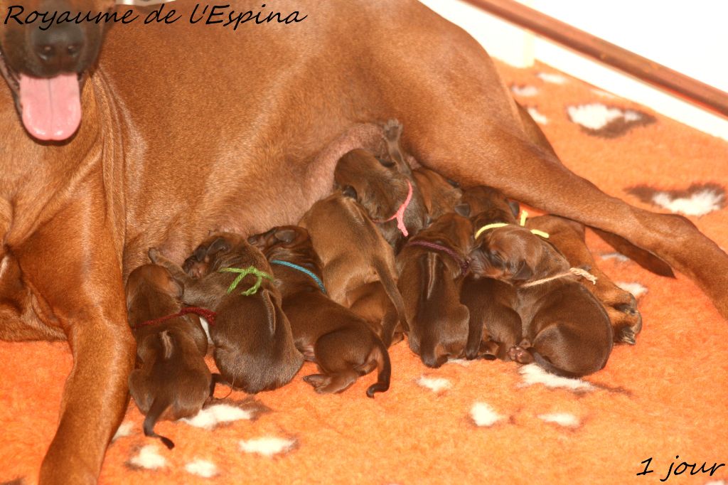 chiot Rhodesian Ridgeback du Royaume de l'Espina