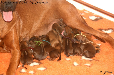 du Royaume de l'Espina - Rhodesian Ridgeback - Portée née le 17/10/2024