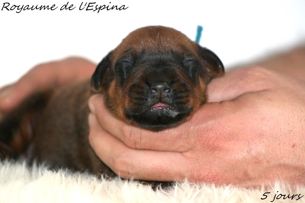 du Royaume de l'Espina - Chiot disponible  - Rhodesian Ridgeback