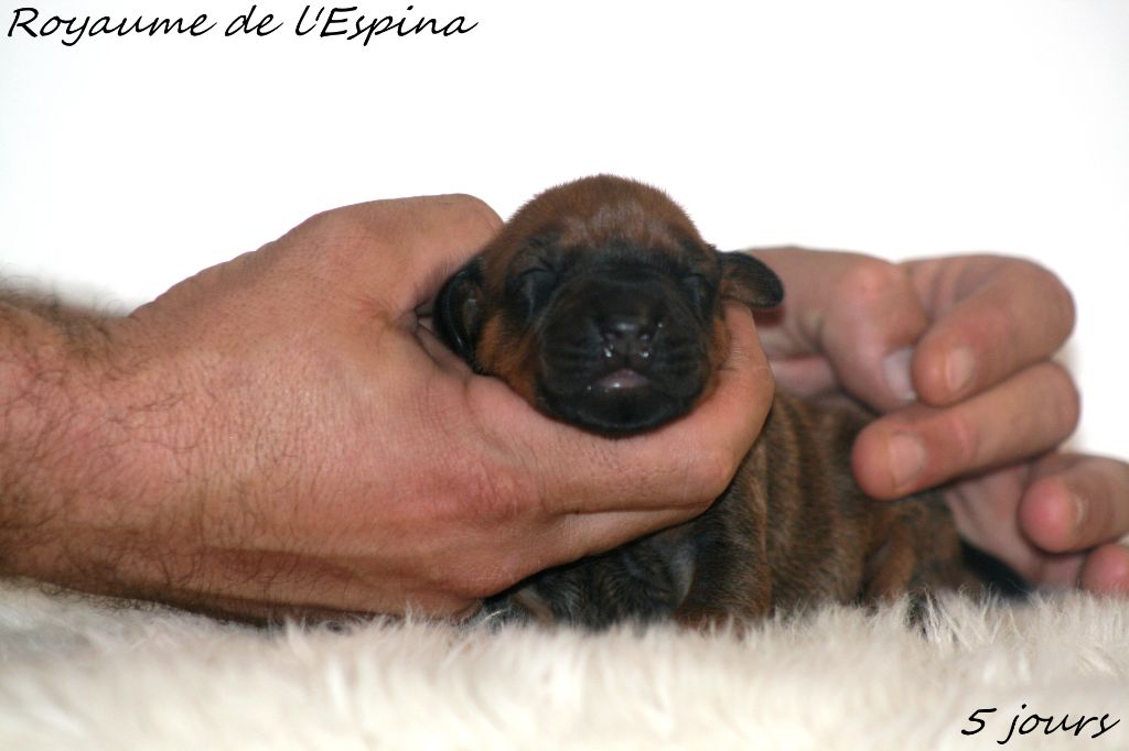 du Royaume de l'Espina - Chiot disponible  - Rhodesian Ridgeback