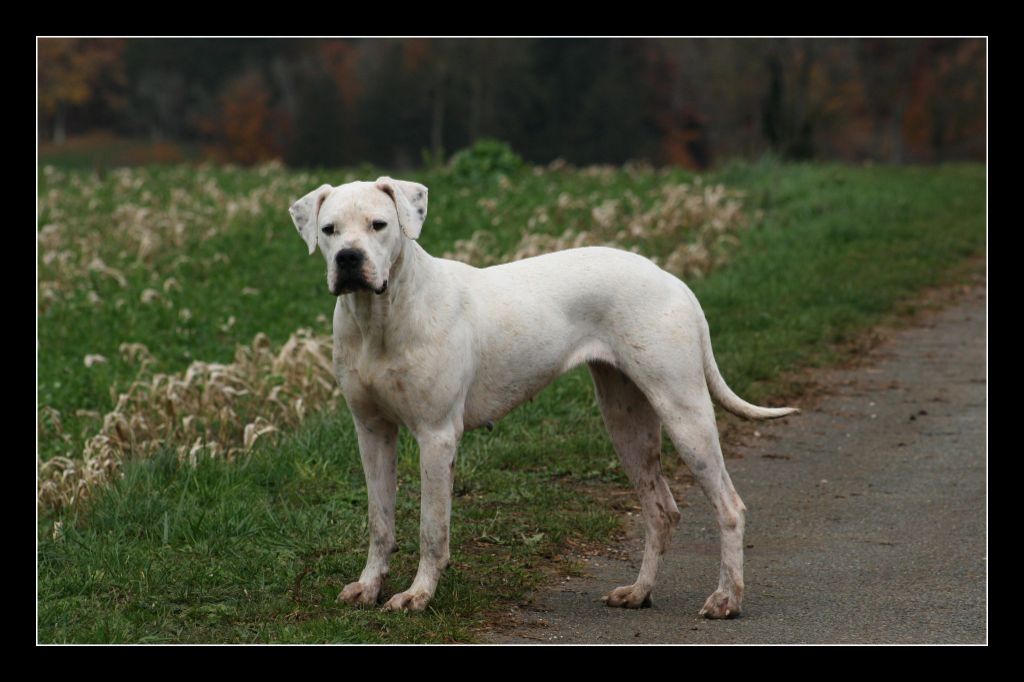 Ibera asesino silencioso