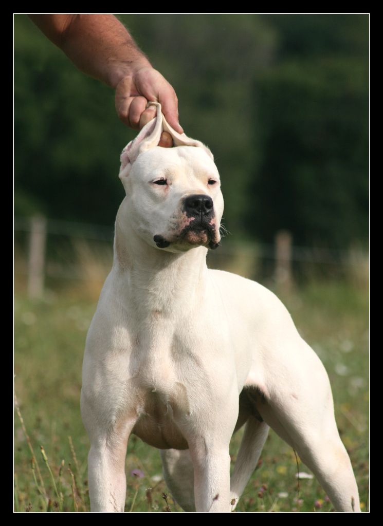 Victoria blanca du Royaume de l'Espina