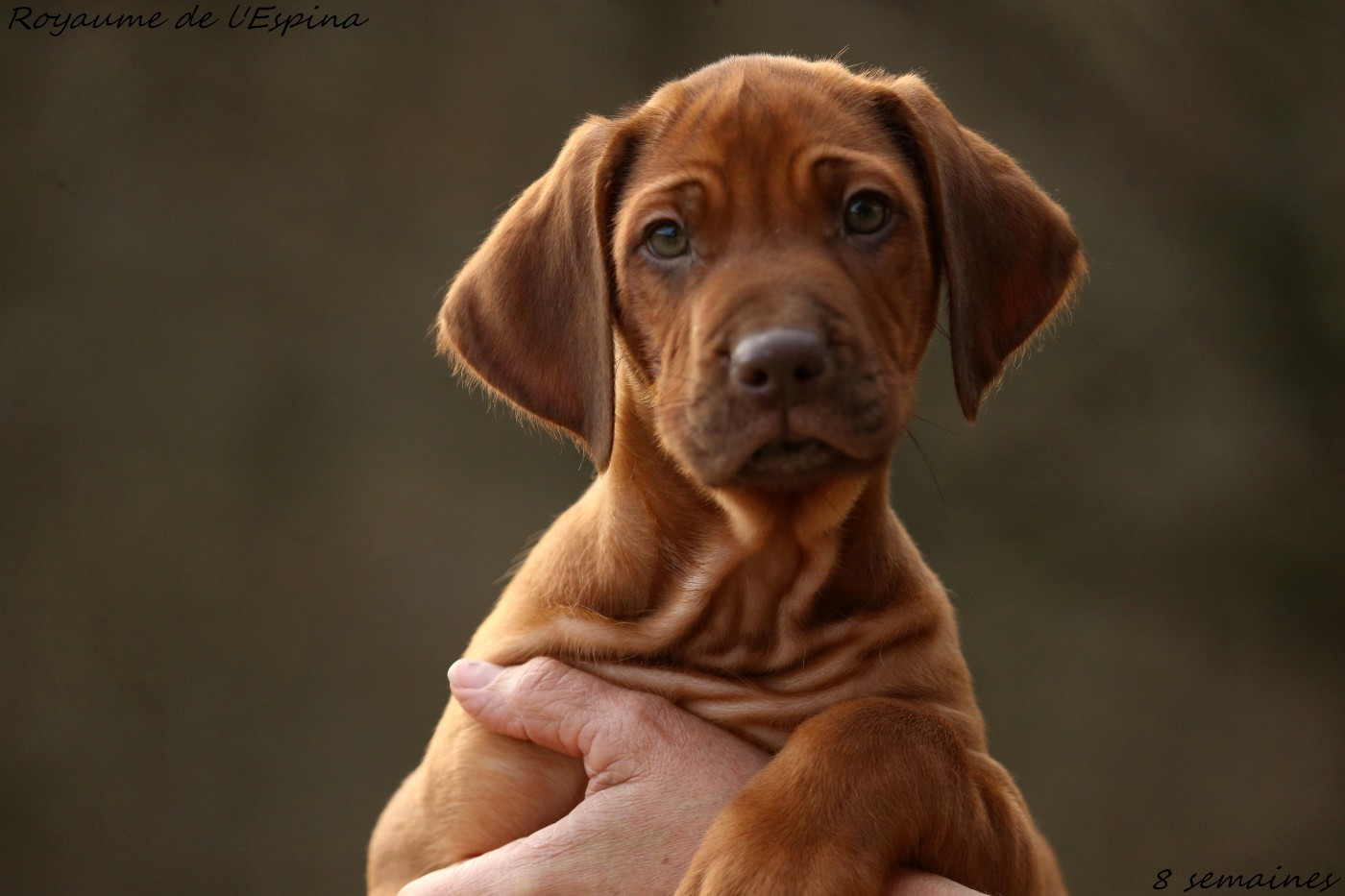 Photos de nos chiots !!!!!!