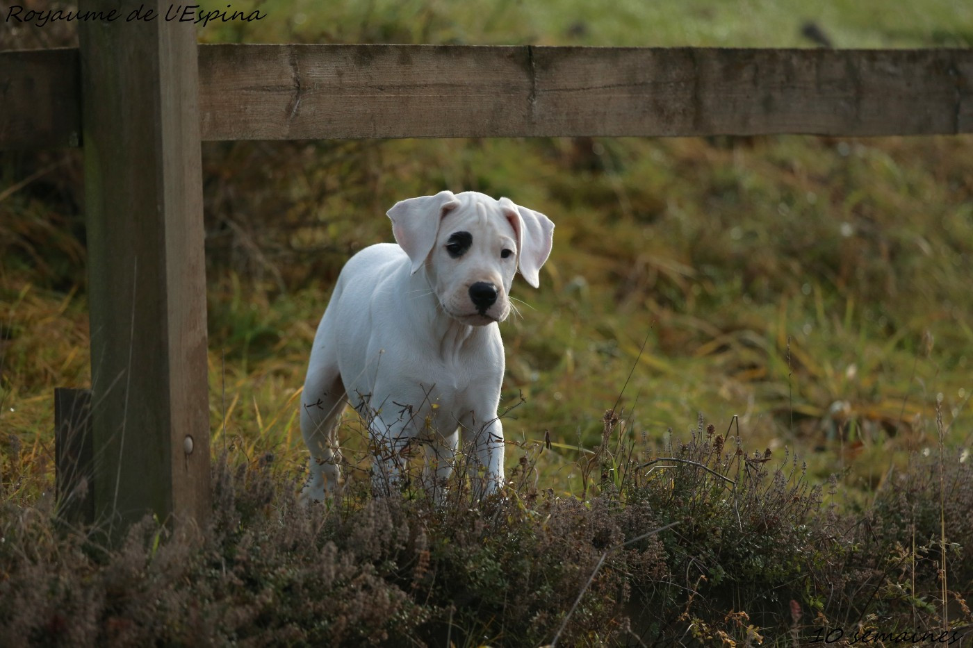 Deux chiots femelles disponibles !!!!!!!!