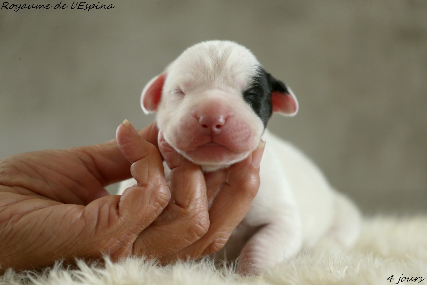 Photos de nos chiots !!!!!!