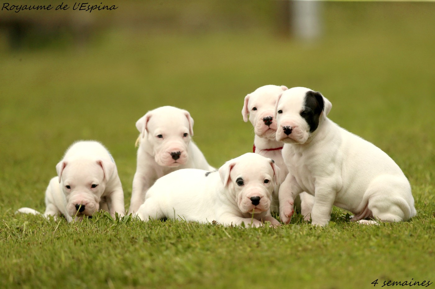 Photos de nos chiots !!!!!!