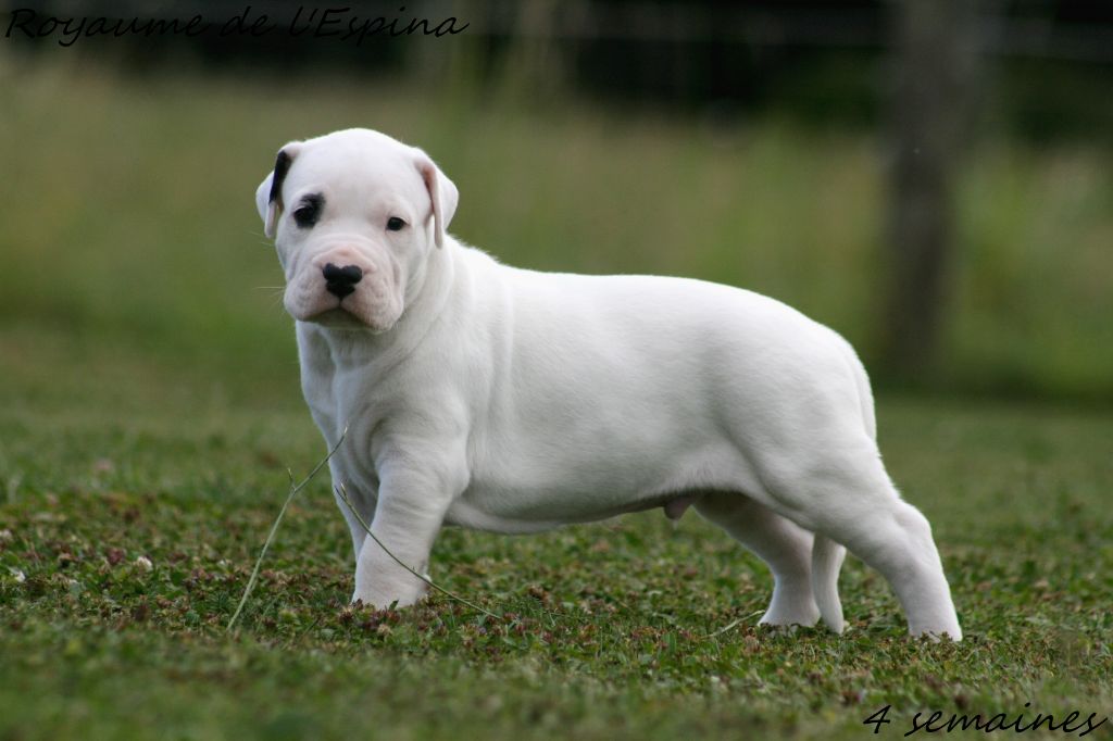 Photos de nos chiots !!!!!!!!!