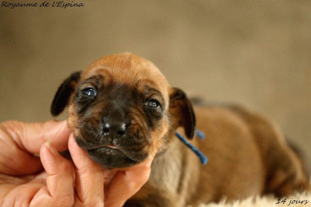 Photos de nos chiots !!!!!!