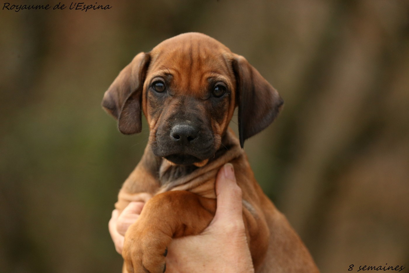 Chiots CHJ Zina X CH Shonga
