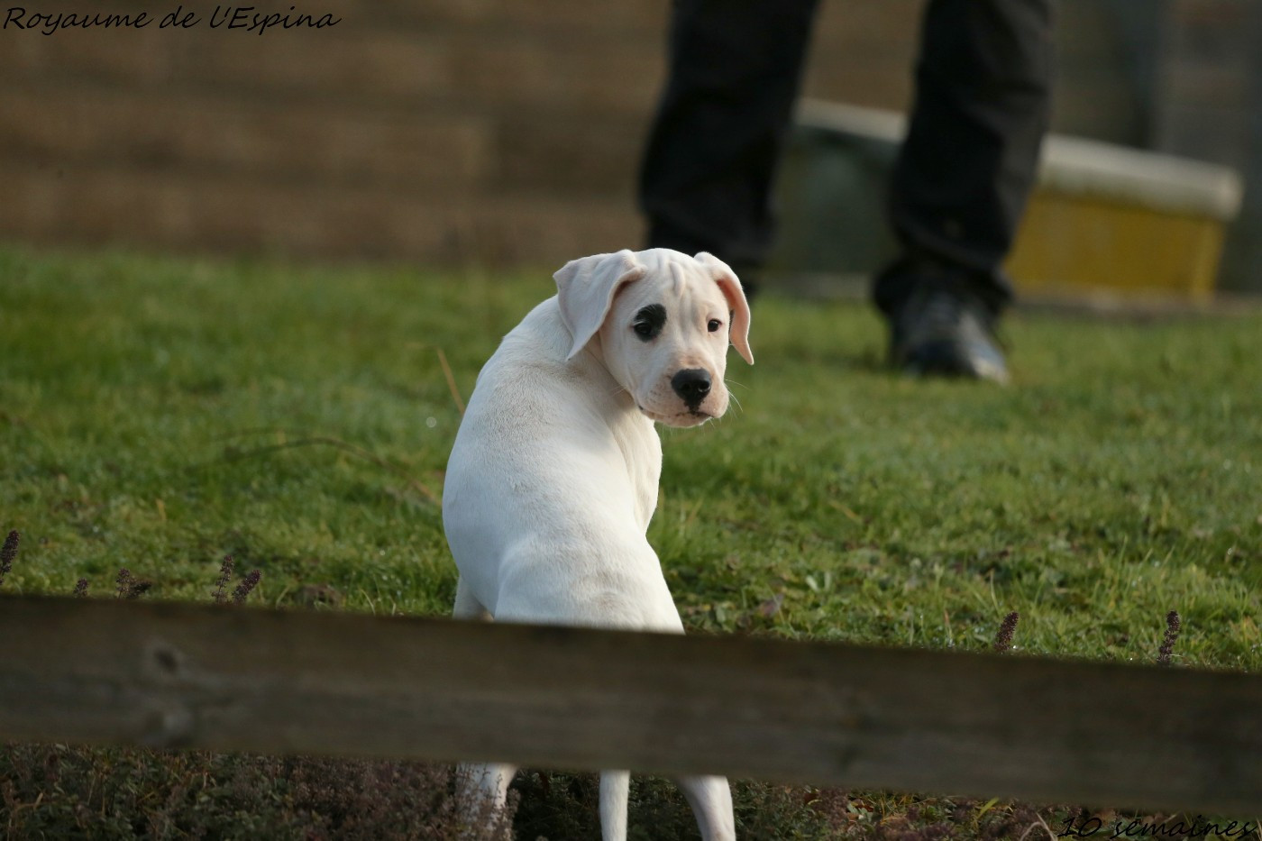 Chiots Ibera X Unquillo