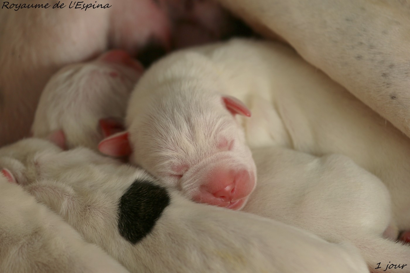 Chiots Rio X Unquillo