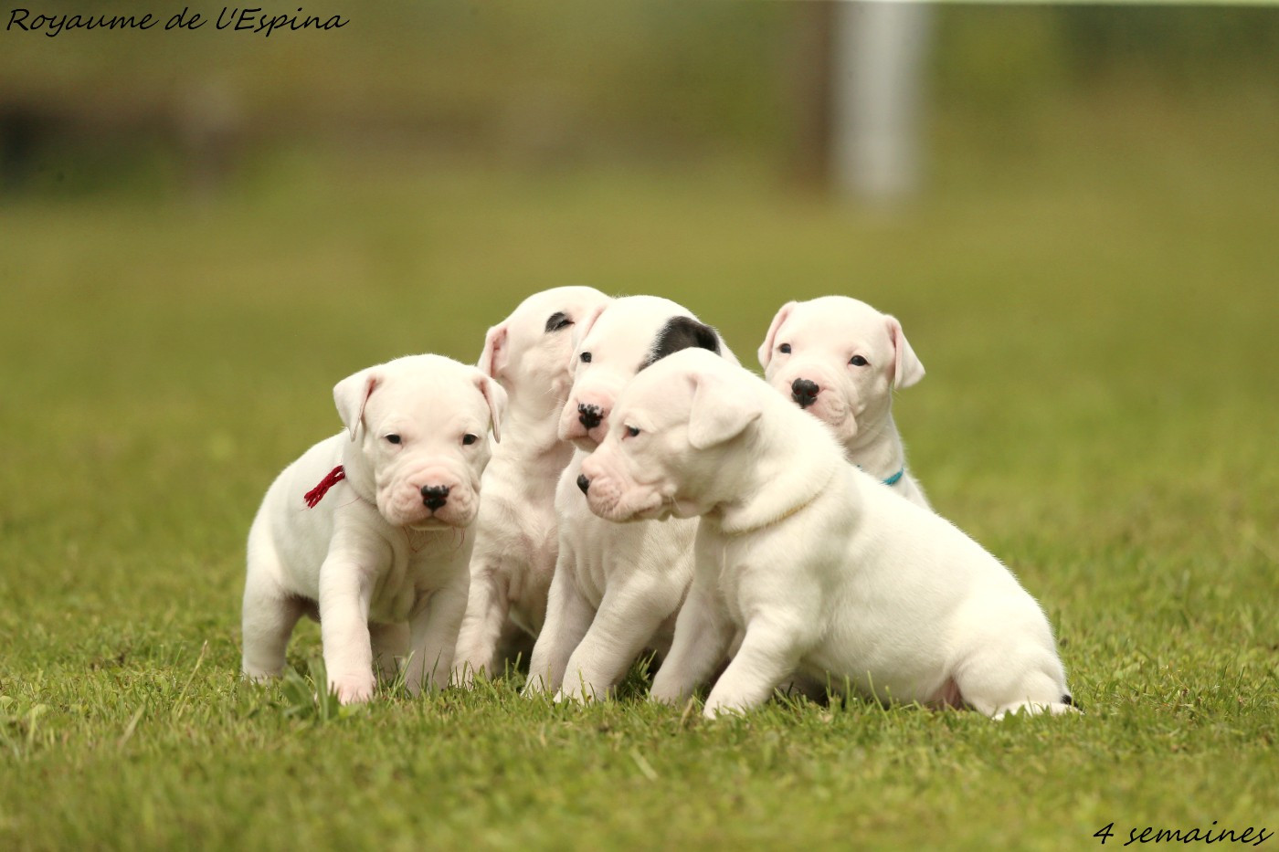 Chiots Rio X Unquillo