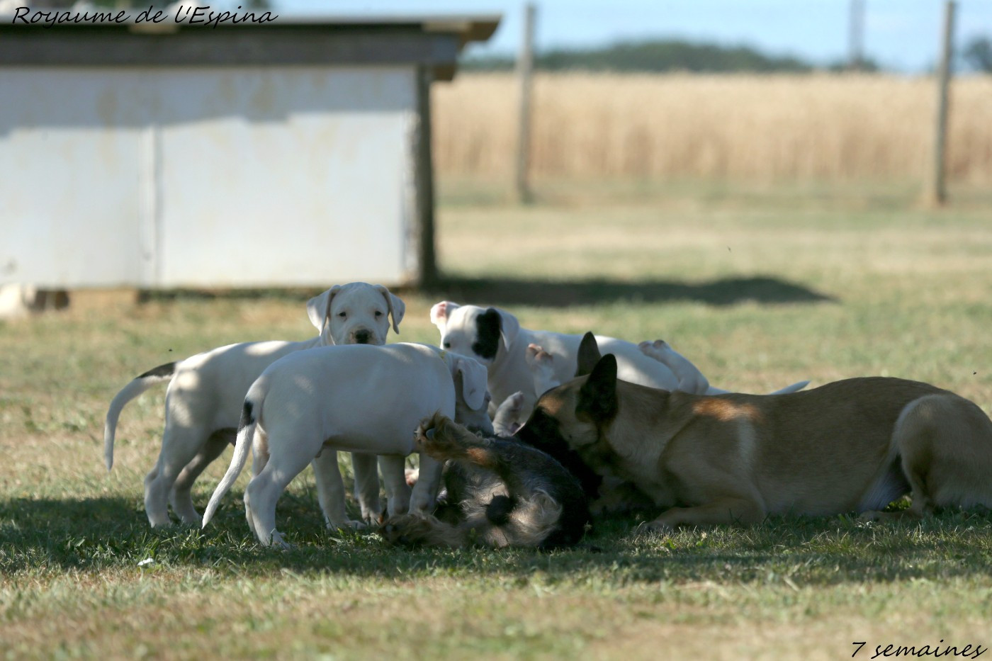Chiots Rio X Unquillo