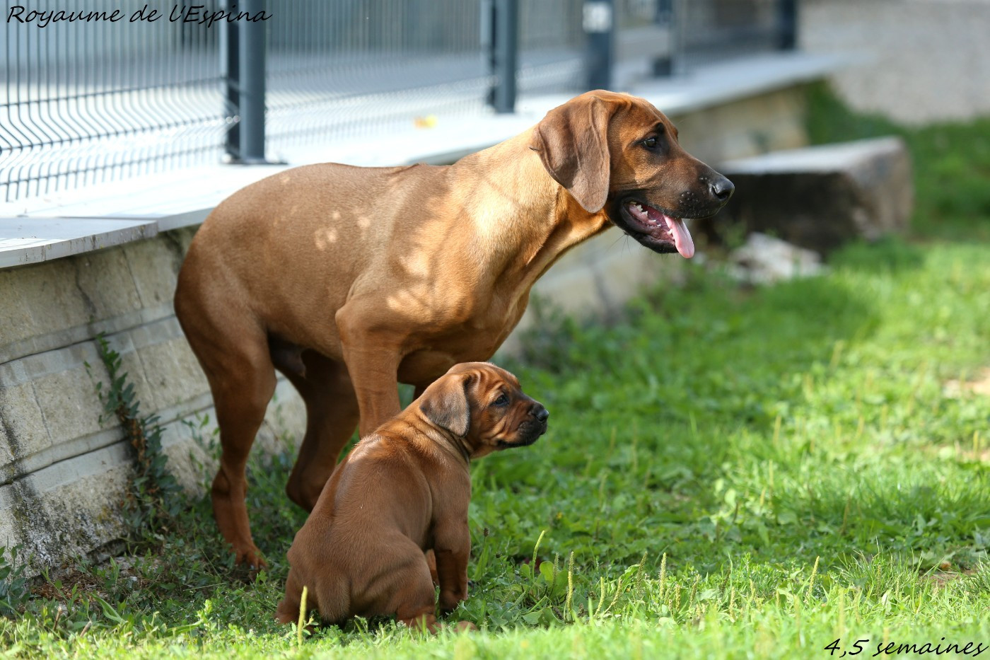 Chiots CH Yefa X CH Demba
