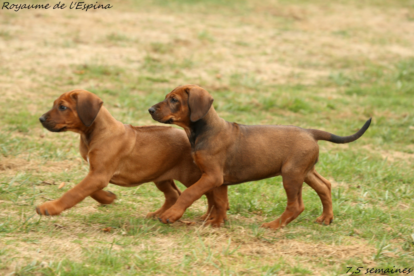 Chiots CH Yefa X CH Demba