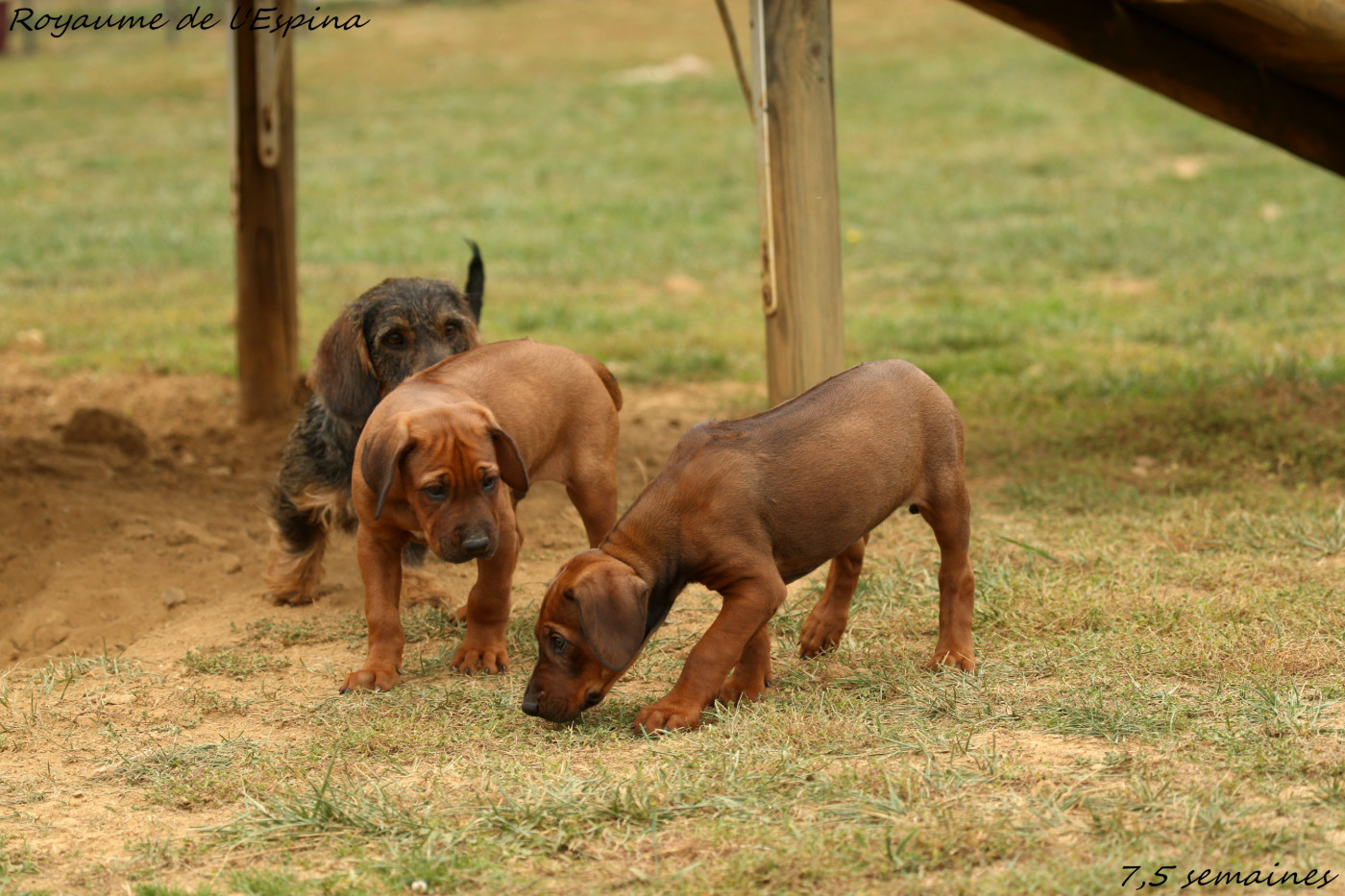 Chiots CH Yefa X CH Demba