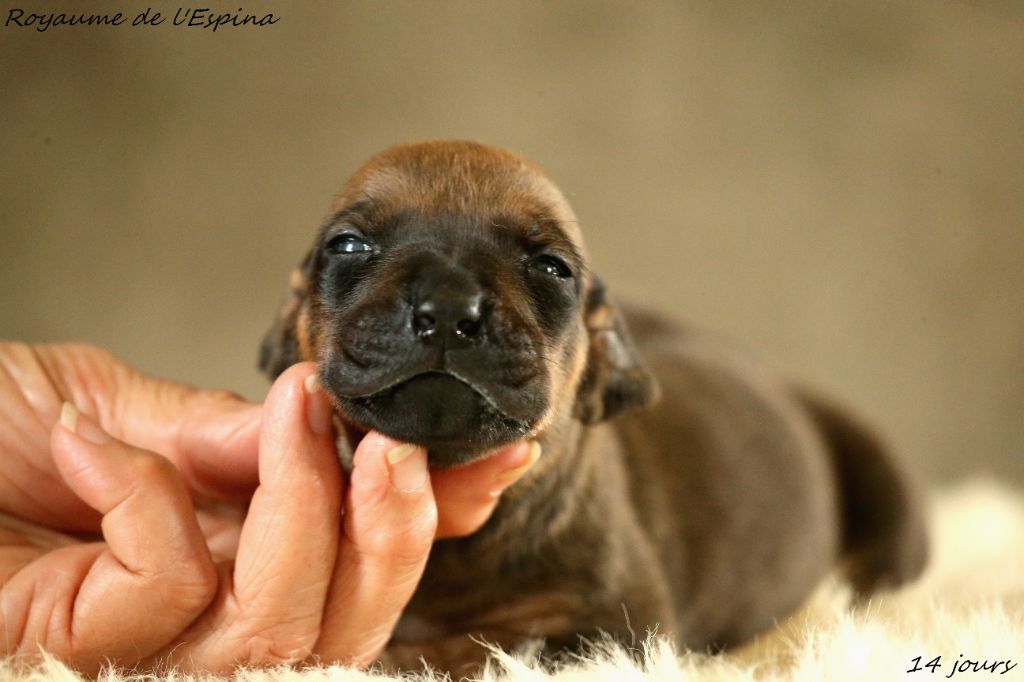 Chiots CHJ Zina X CH Shonga