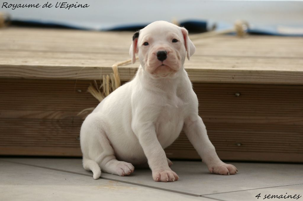 Chiots Ibera X Unquillo