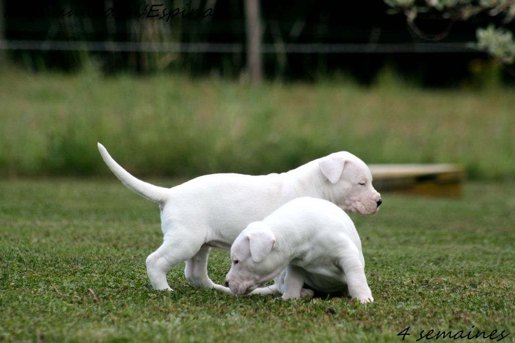 Chiots Rio X Unquillo