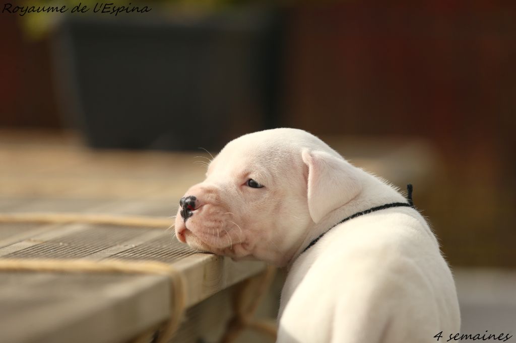 du Royaume de l'Espina - Chiots disponibles - Dogo Argentino