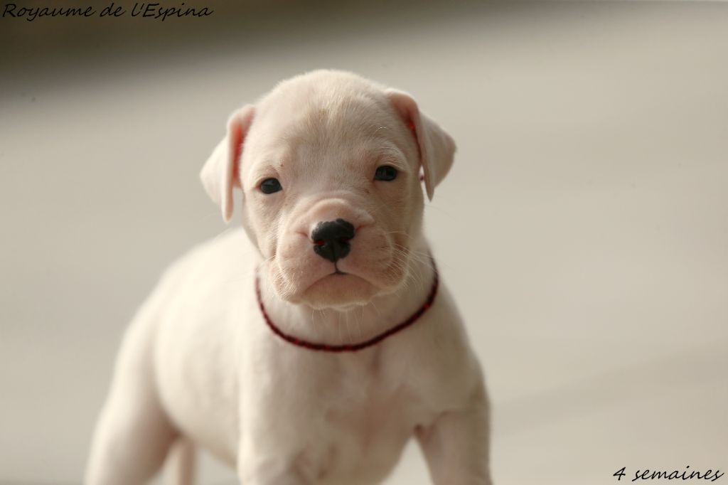 du Royaume de l'Espina - Chiots disponibles - Dogo Argentino