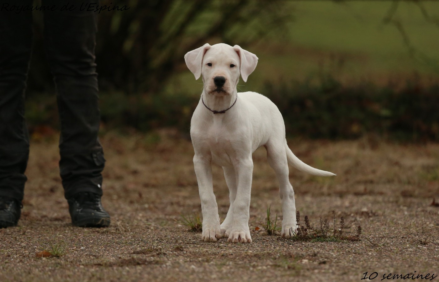 du Royaume de l'Espina - Chiots disponibles - Dogo Argentino