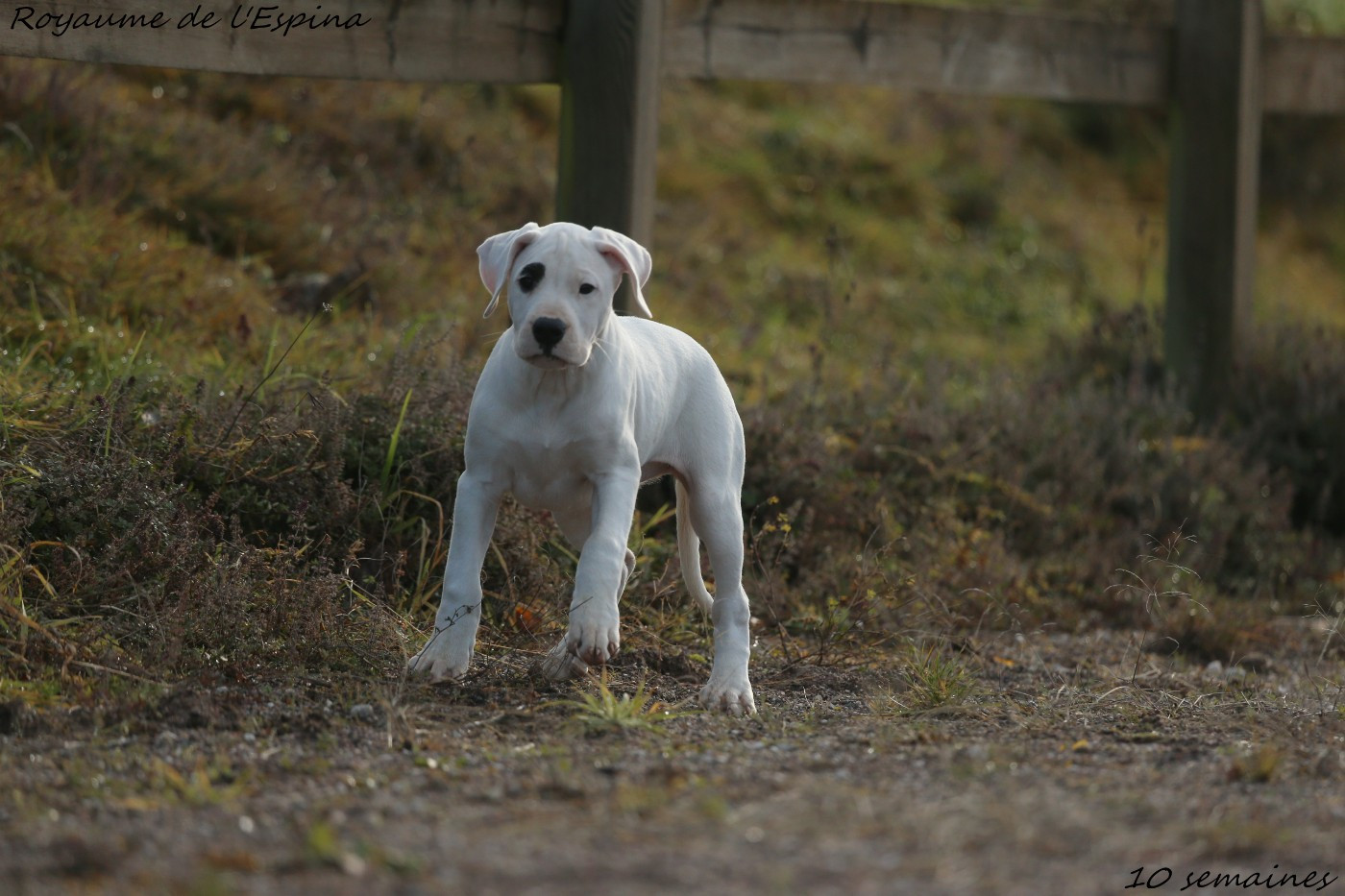 du Royaume de l'Espina - Chiots disponibles - Dogo Argentino