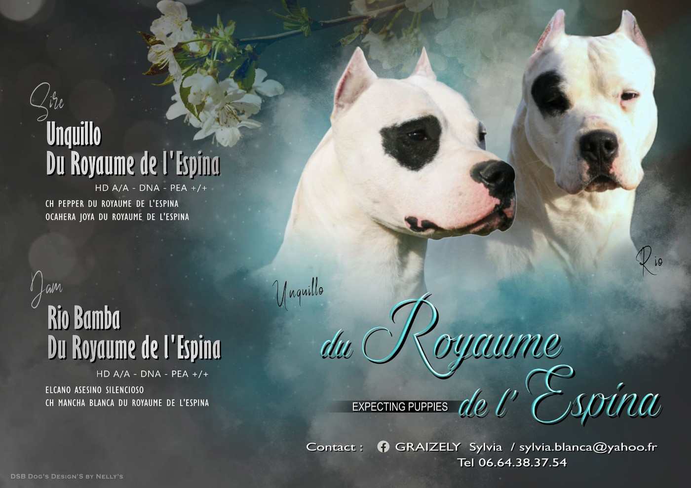 Chiot Dogo Argentino du Royaume de l'Espina