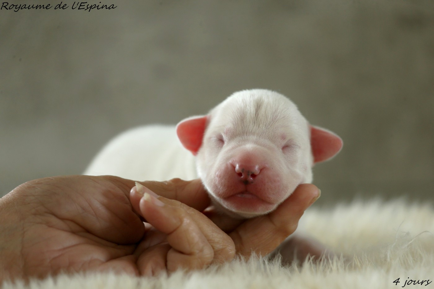 du Royaume de l'Espina - Chiots disponibles - Dogo Argentino