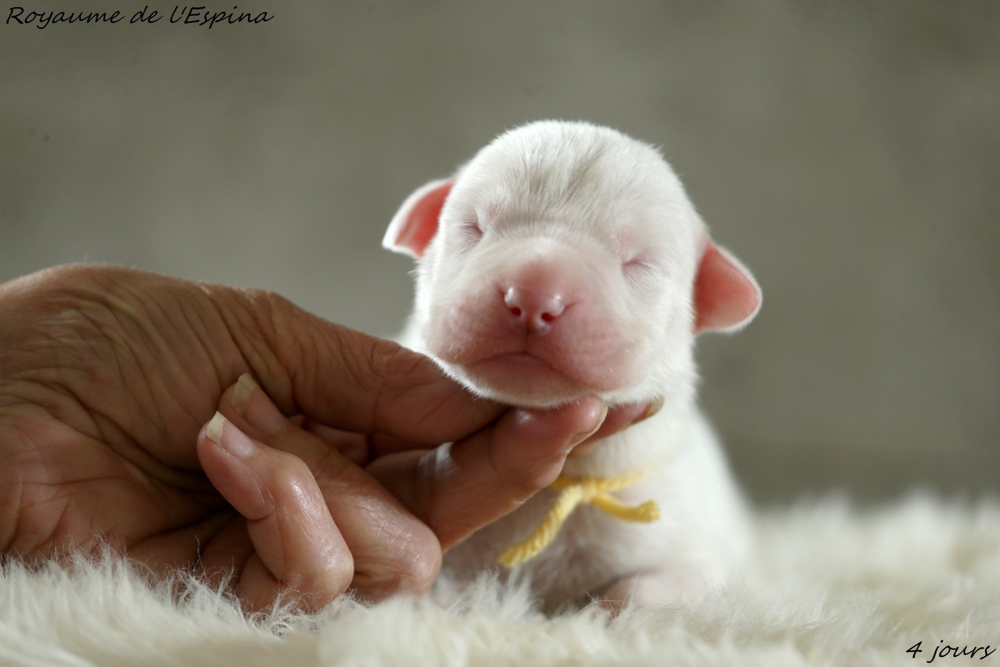du Royaume de l'Espina - Chiots disponibles - Dogo Argentino