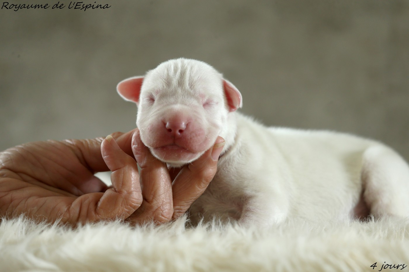 du Royaume de l'Espina - Chiots disponibles - Dogo Argentino