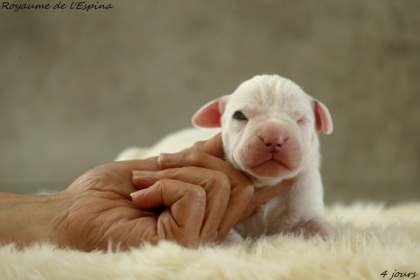 du Royaume de l'Espina - Chiots disponibles - Dogo Argentino