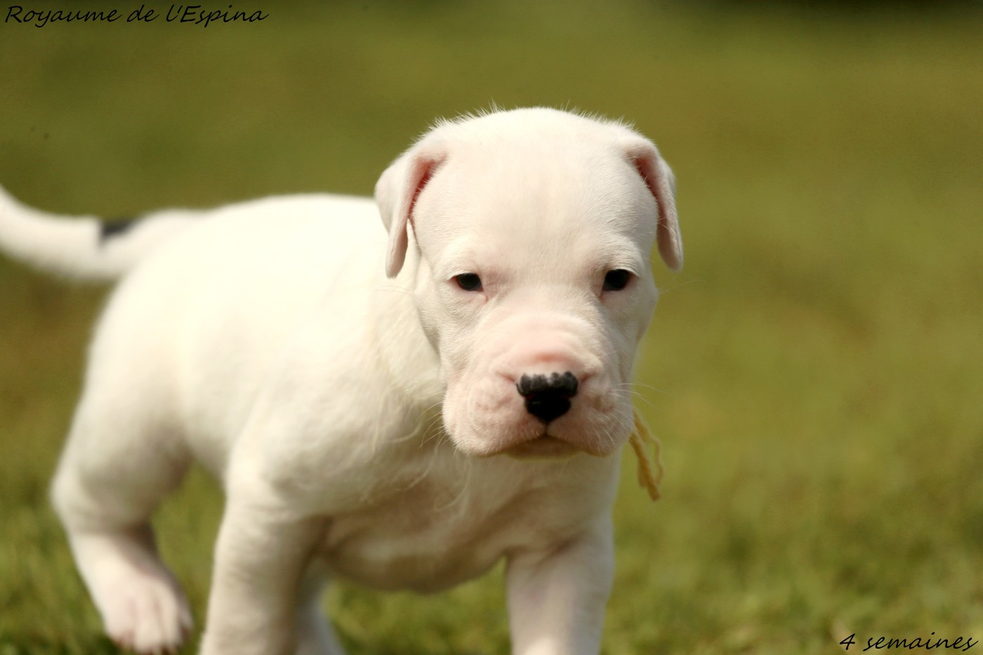 du Royaume de l'Espina - Chiots disponibles - Dogo Argentino