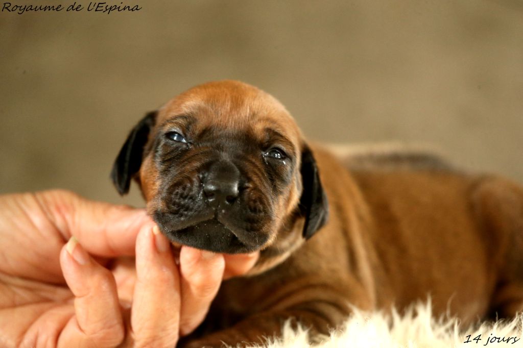 du Royaume de l'Espina - Rhodesian Ridgeback - Portée née le 08/10/2025