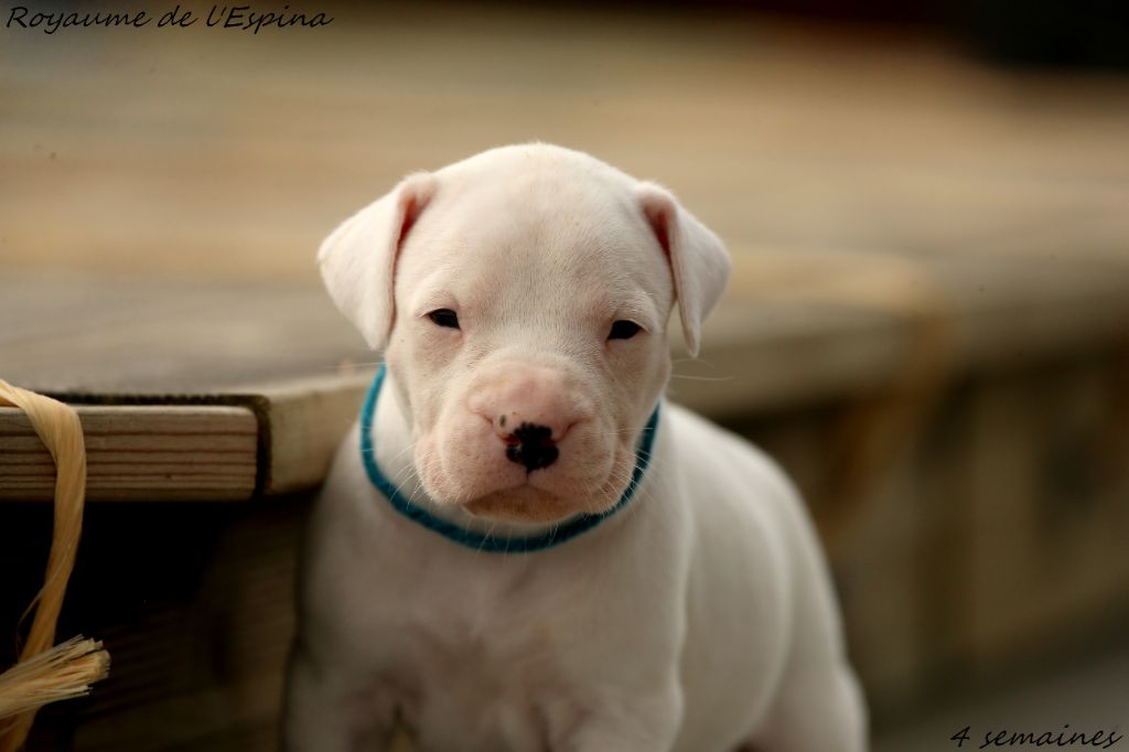 du Royaume de l'Espina - Chiots disponibles - Dogo Argentino