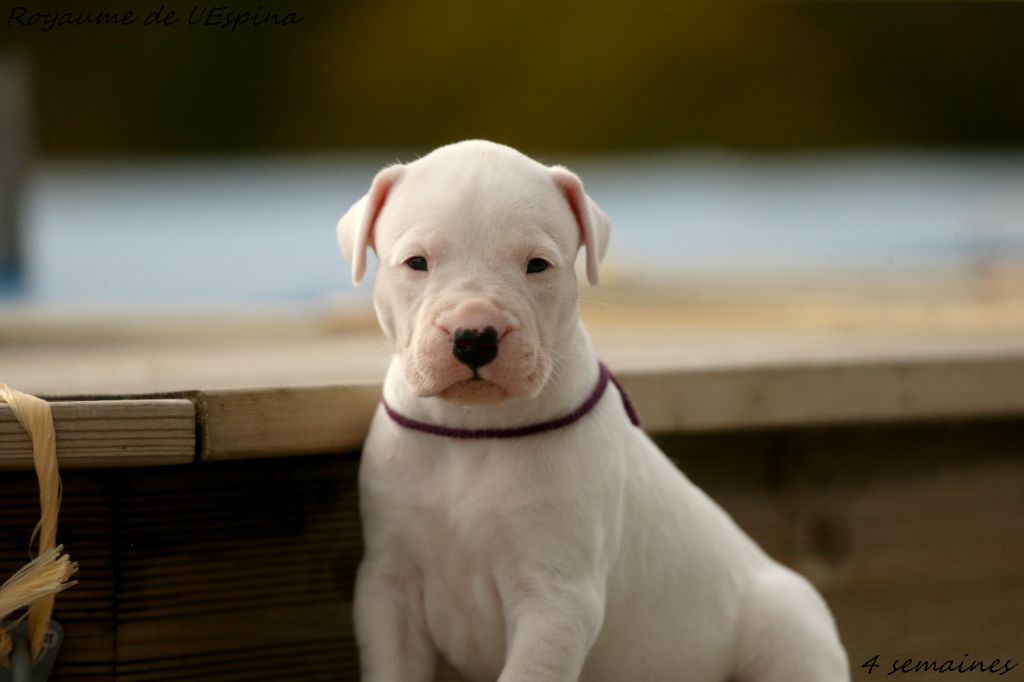 du Royaume de l'Espina - Chiots disponibles - Dogo Argentino