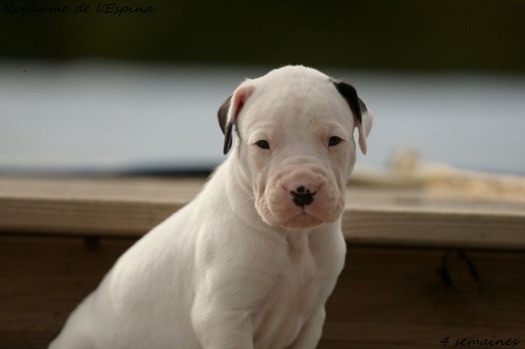 du Royaume de l'Espina - Chiots disponibles - Dogo Argentino