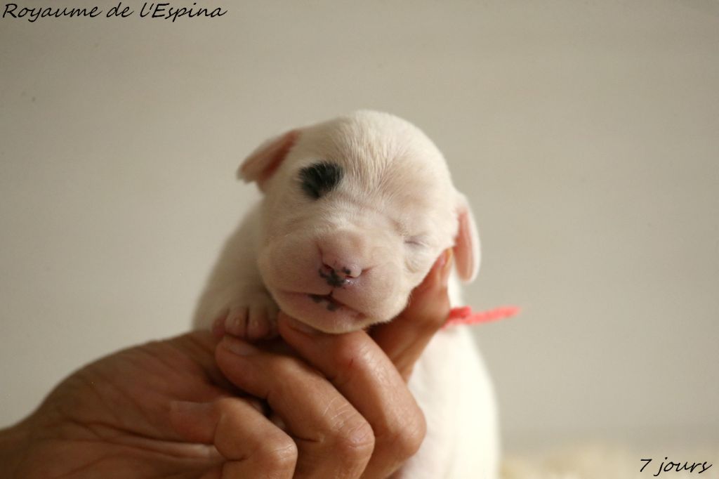 Chiot Dogo Argentino du Royaume de l'Espina