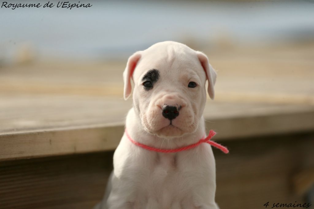 du Royaume de l'Espina - Chiots disponibles - Dogo Argentino