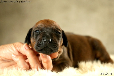 A...... du Royaume de l'Espina