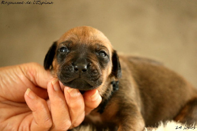 A...... du Royaume de l'Espina
