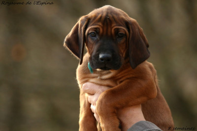 A' Tore du Royaume de l'Espina