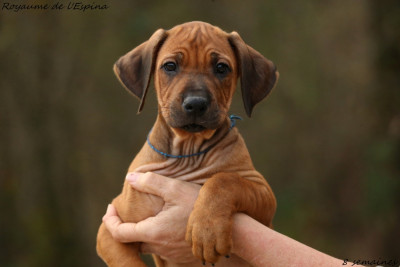 Aya du Royaume de l'Espina
